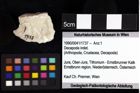 Foto (Objket + Etiketten) von Mesoparapylocheles sp. 